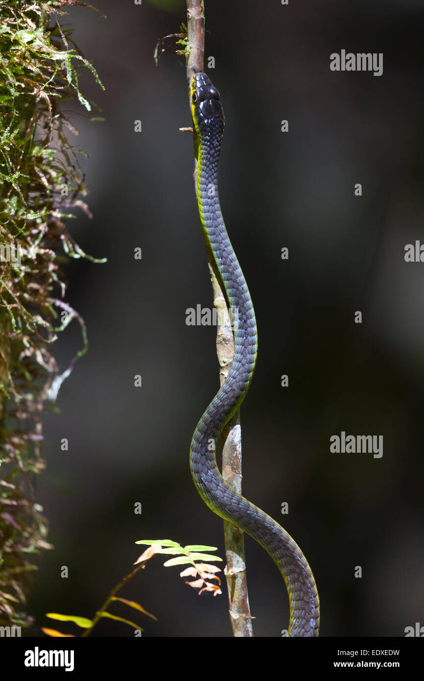 Serpent vert commun ou arbre serpent dans Eugenella National Park, Australie Banque D'Images