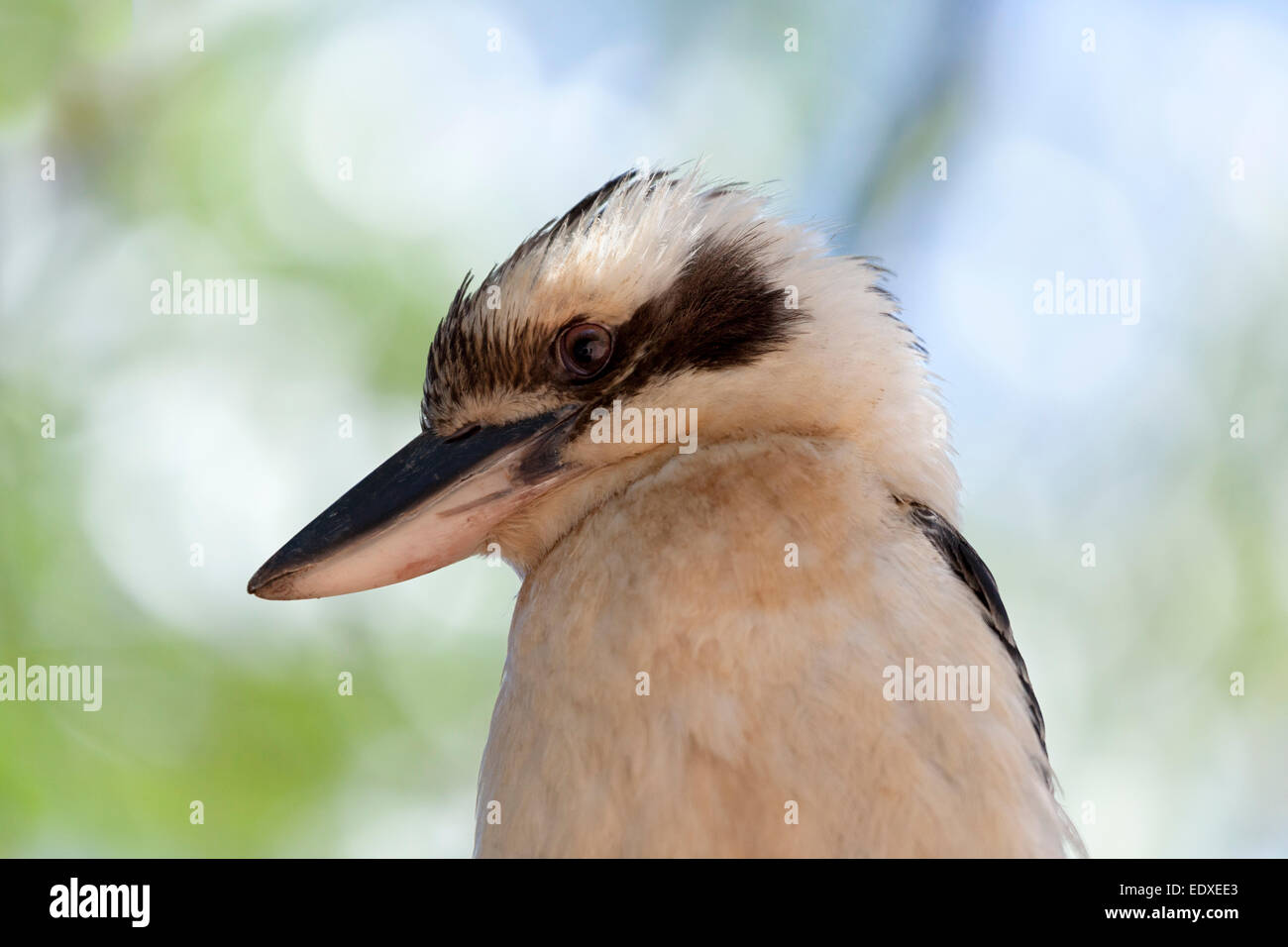 Laughing Kookaburra, Australie Banque D'Images