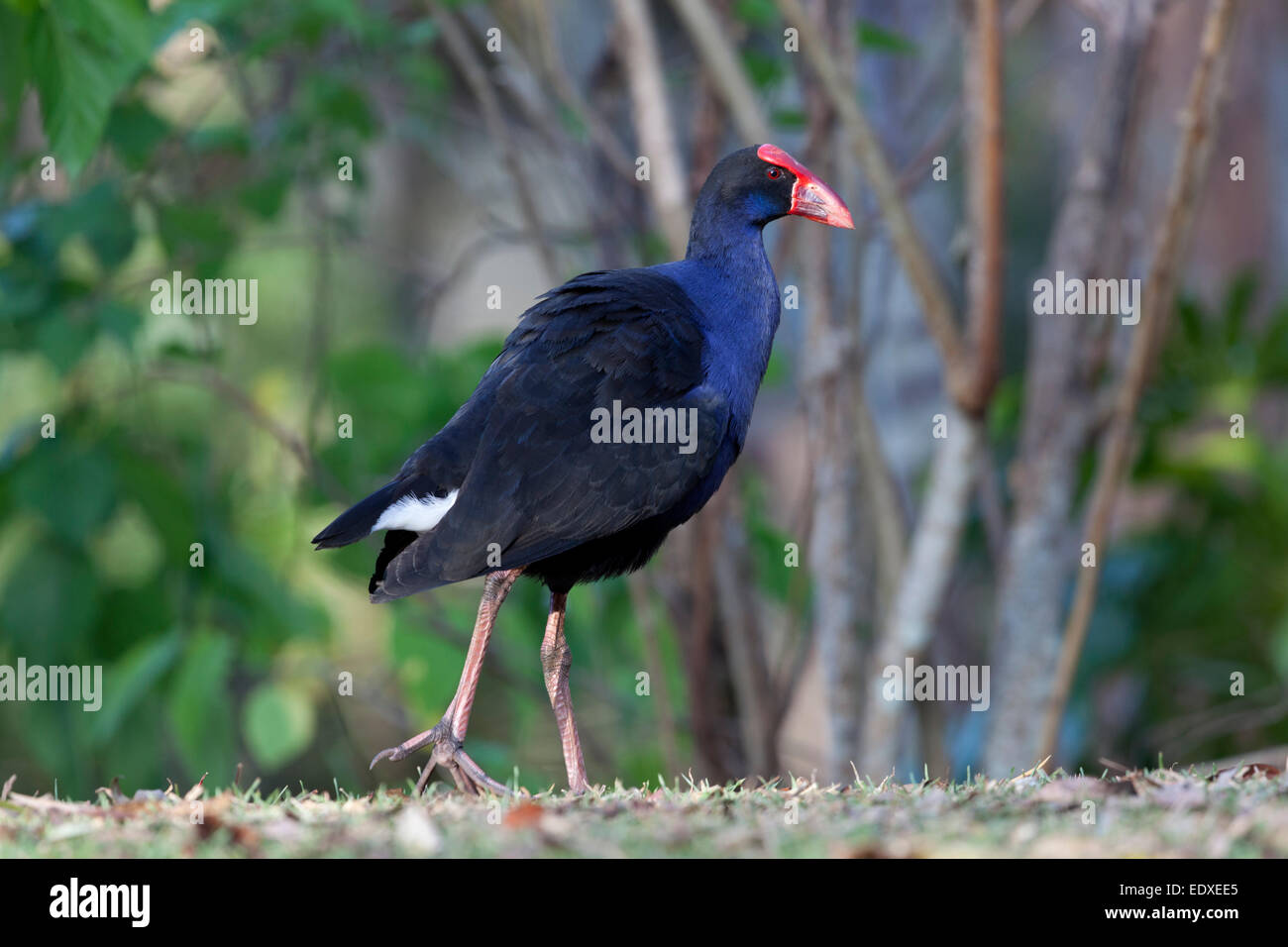 Talève Sultane marcher dans les bois, l'Australie Banque D'Images