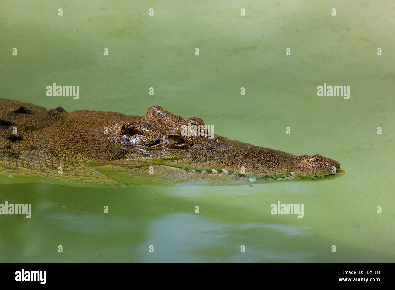 Dans le crocodile, Zoo de l'Australie l'Australie,Beerwah Banque D'Images