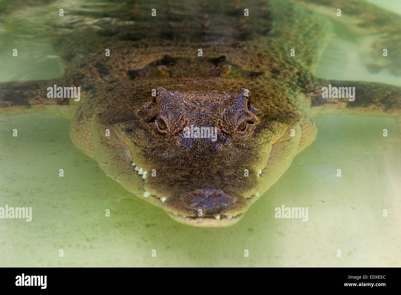 Dans le crocodile, Zoo de l'Australie l'Australie,Beerwah Banque D'Images