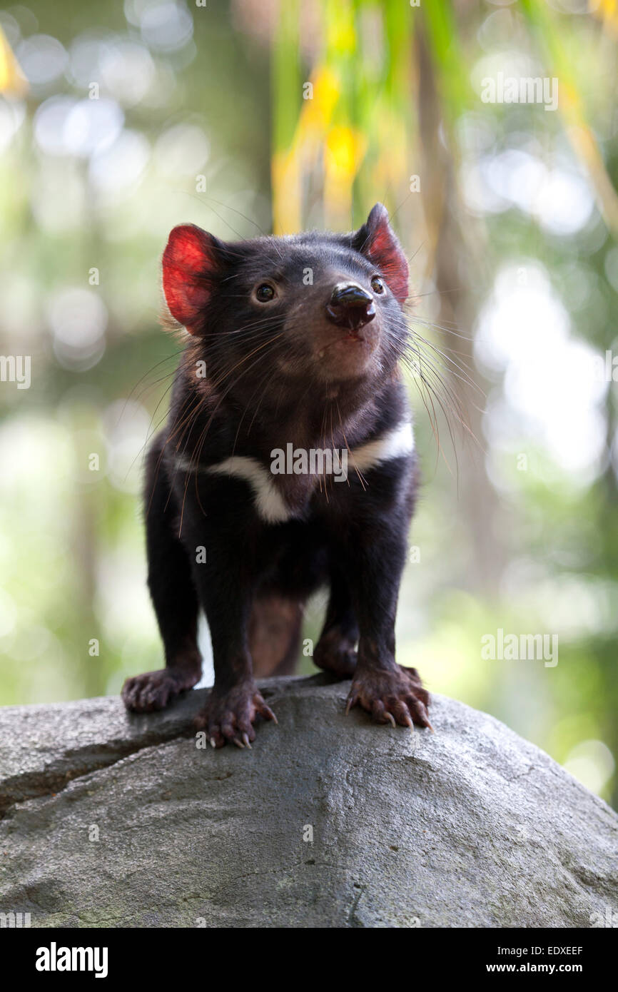 Diable De Tasmanie Dans Le Zoo De L Australie Australie Beerwah Photo Stock Alamy