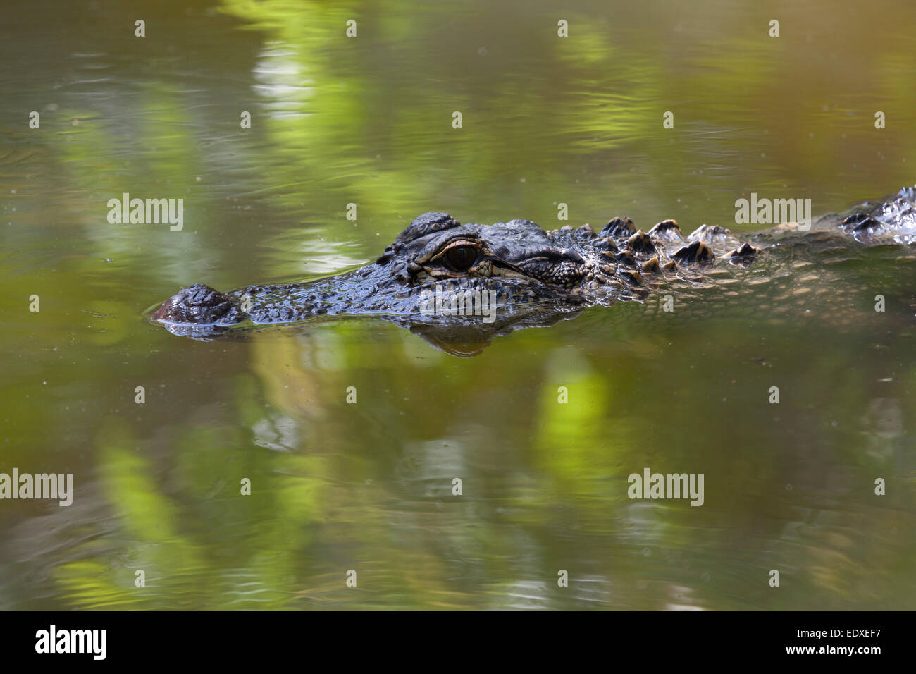 Dans le crocodile, Zoo de l'Australie l'Australie,Beerwah Banque D'Images