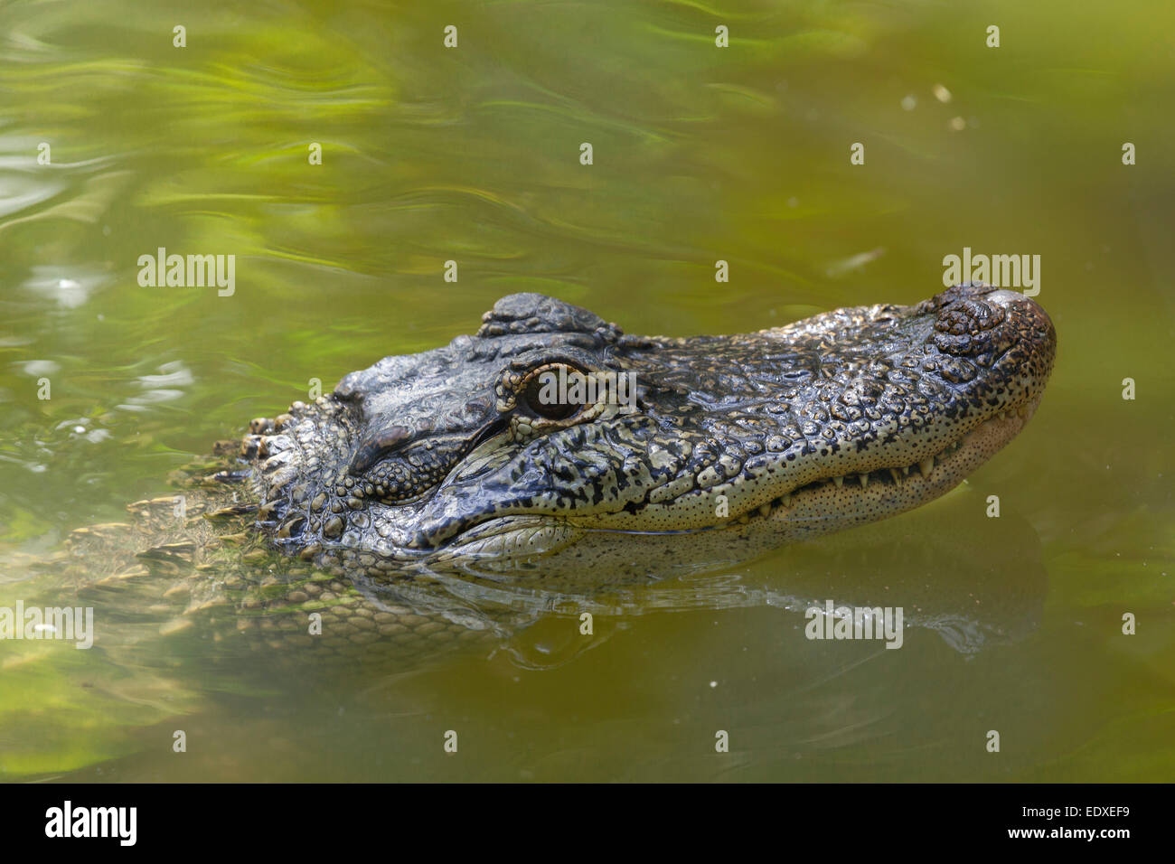 Dans le crocodile, Zoo de l'Australie l'Australie,Beerwah Banque D'Images