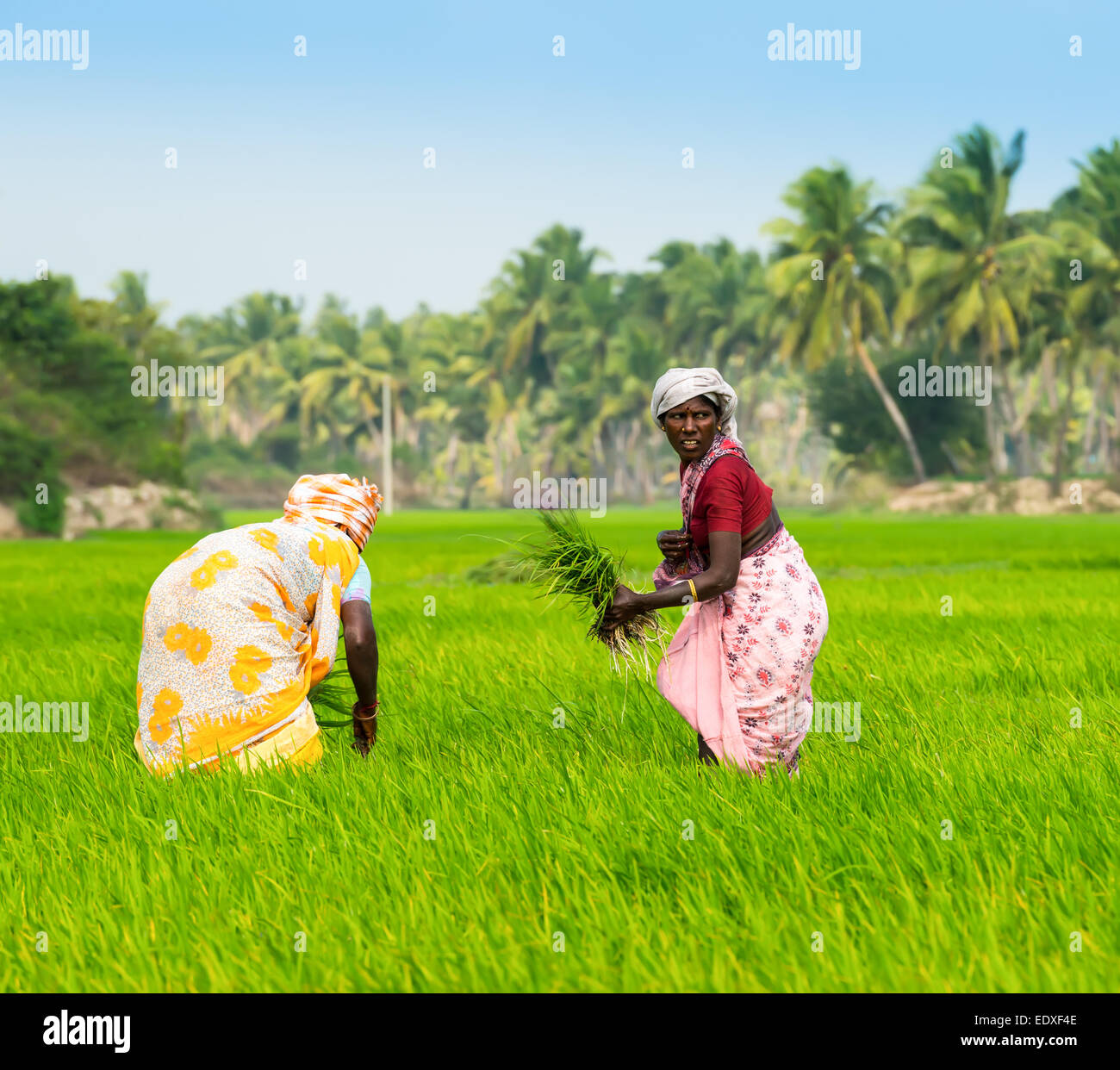 THANJAVOUR, INDE - 13 février : Les femmes rurales le repiquage du riz au choux de champs agricoles. L'Inde, le Tamil Nadu, près de l'Thanjavour. 1 février Banque D'Images