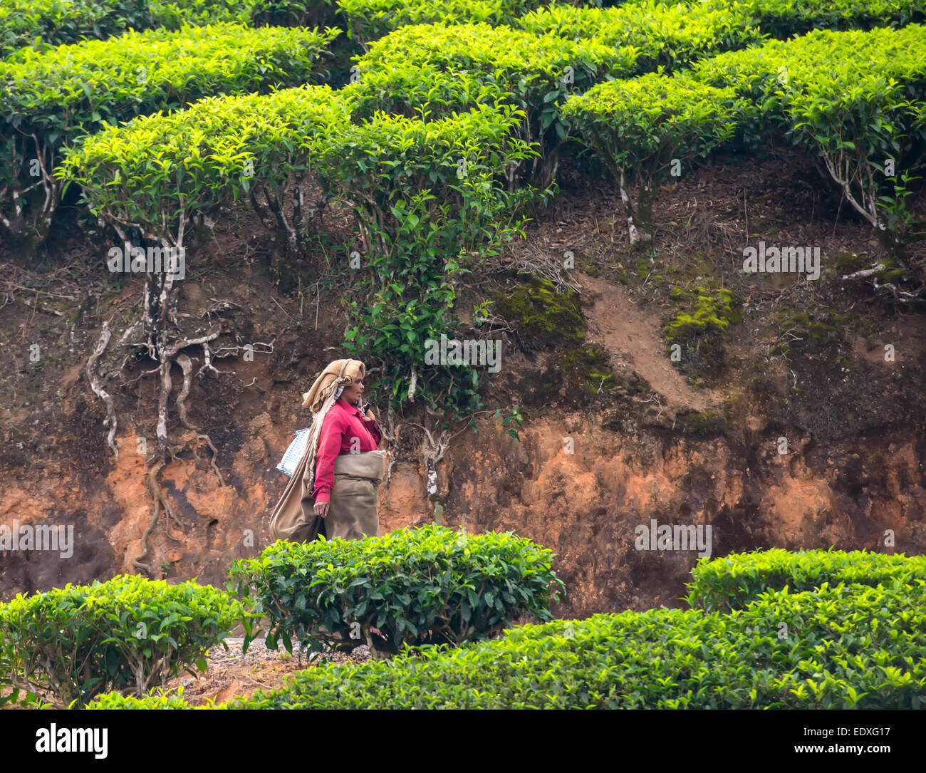 MUNNAR, INDE - 18 février 2013 : une femme indienne passe par la plantation de thé. L'Inde, le Kerala, Munnar. Février Banque D'Images