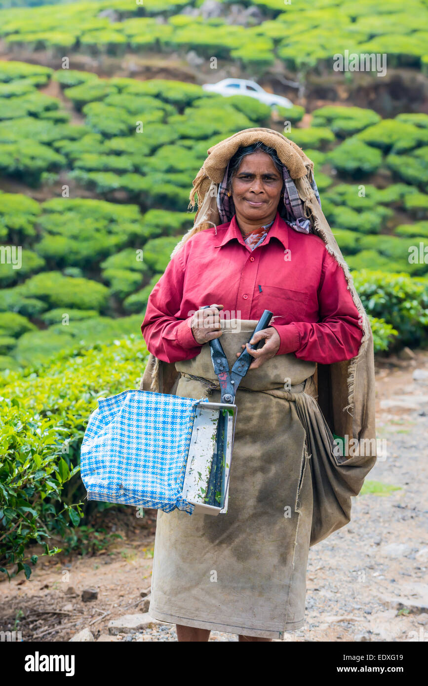 MUNNAR, INDE - 18 février 2013 : une femme indienne non identifiés et permanent pour la récolte des ciseaux montrant à la plantation de thé. Banque D'Images