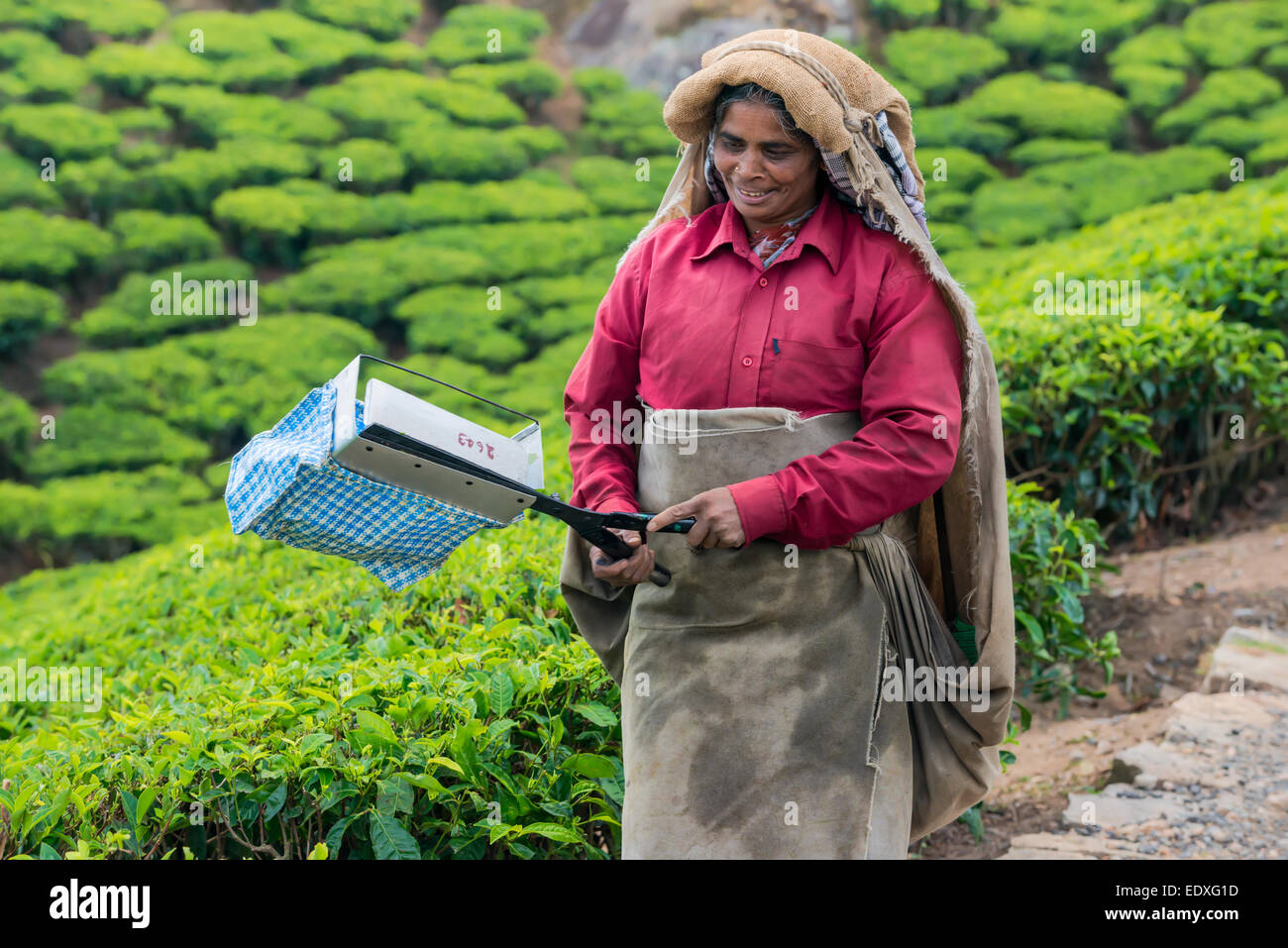 MUNNAR, INDE - 18 février 2013 : Un Indien non identifiés woman holding scissors pour la récolte à la plantation de thé. L'Inde, le Kerala Banque D'Images
