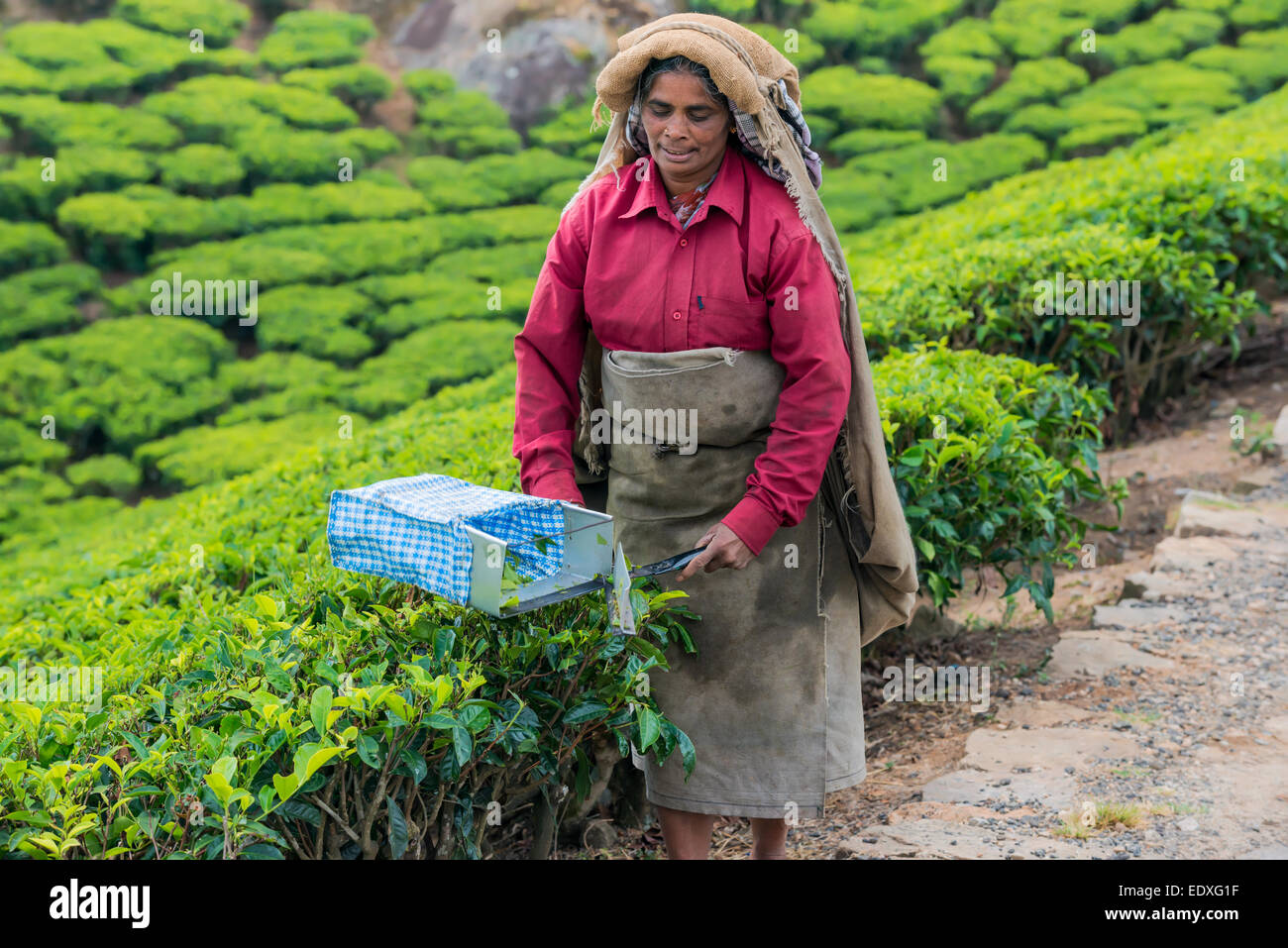 MUNNAR, INDE - 18 février 2013 : une femme indienne montrant la récolte à la plantation de thé. L'Inde, le Kerala, Munnar. Mar Banque D'Images