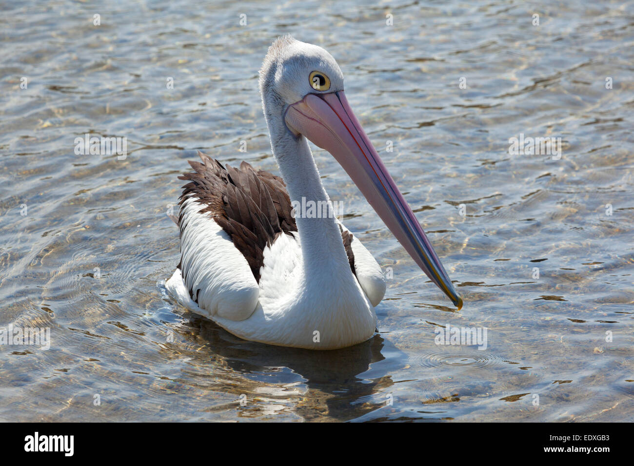 Pelican à Wallis Lake, New South Wales, Australia Banque D'Images