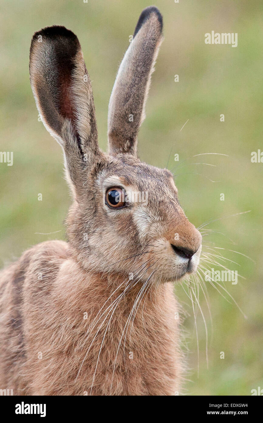 Hare dans la nature, un portrait Banque D'Images