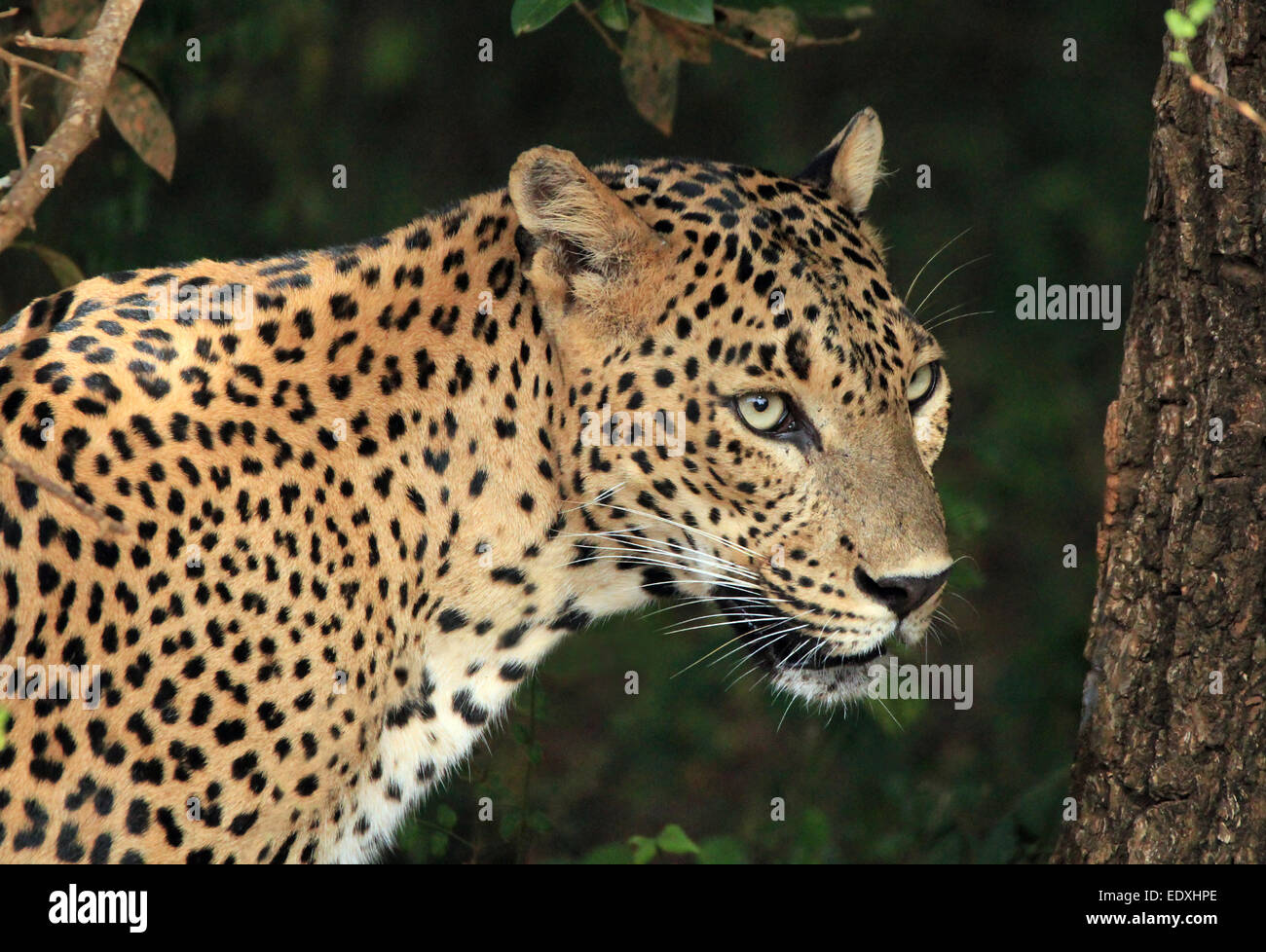 Portrait d'une Sri-lankaise Leopard (Panthera pardus Kotiya), Yala, au Sri Lanka Banque D'Images