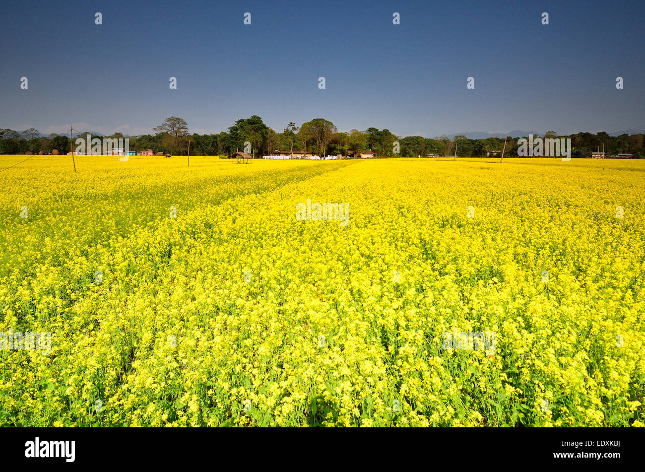 Champ De Fleurs De Canola A Chitwan Au Nepal Belle Fleur Jaune Photo Stock Alamy