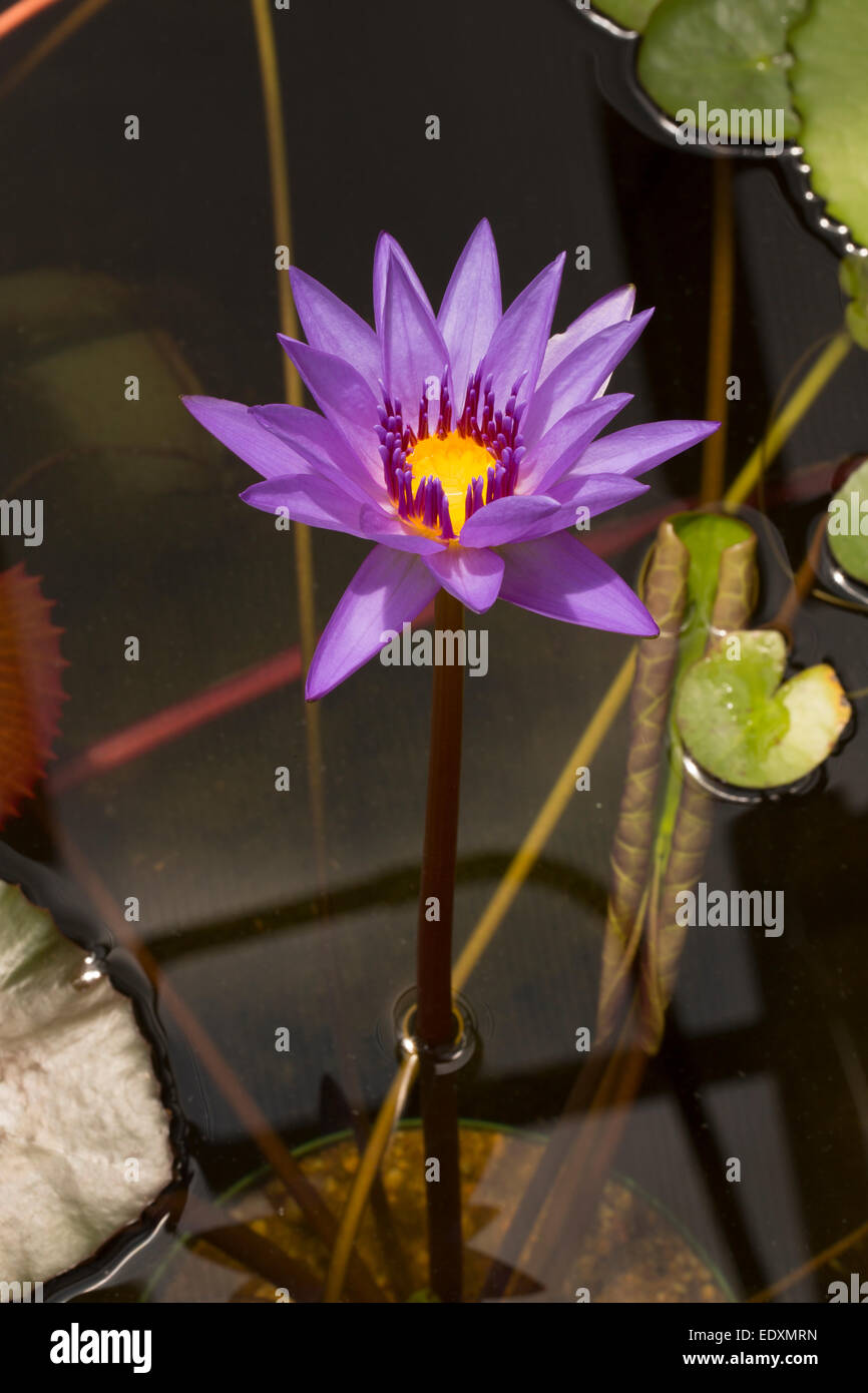 Water Lily, Nymphaea espèces, cultivar, Washington, DC Banque D'Images