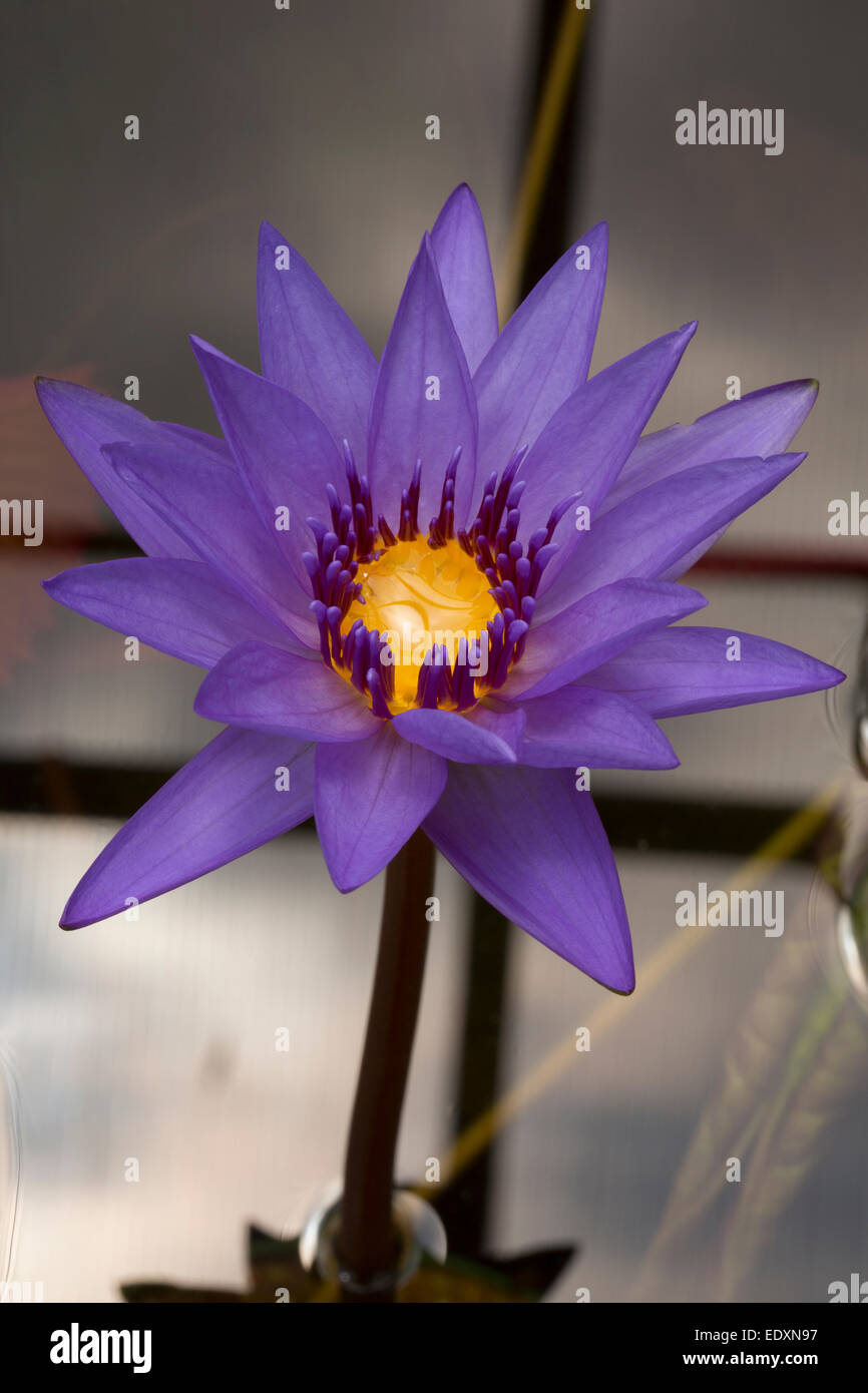 Water Lily, Nymphaea espèces, cultivar, Washington, DC Banque D'Images