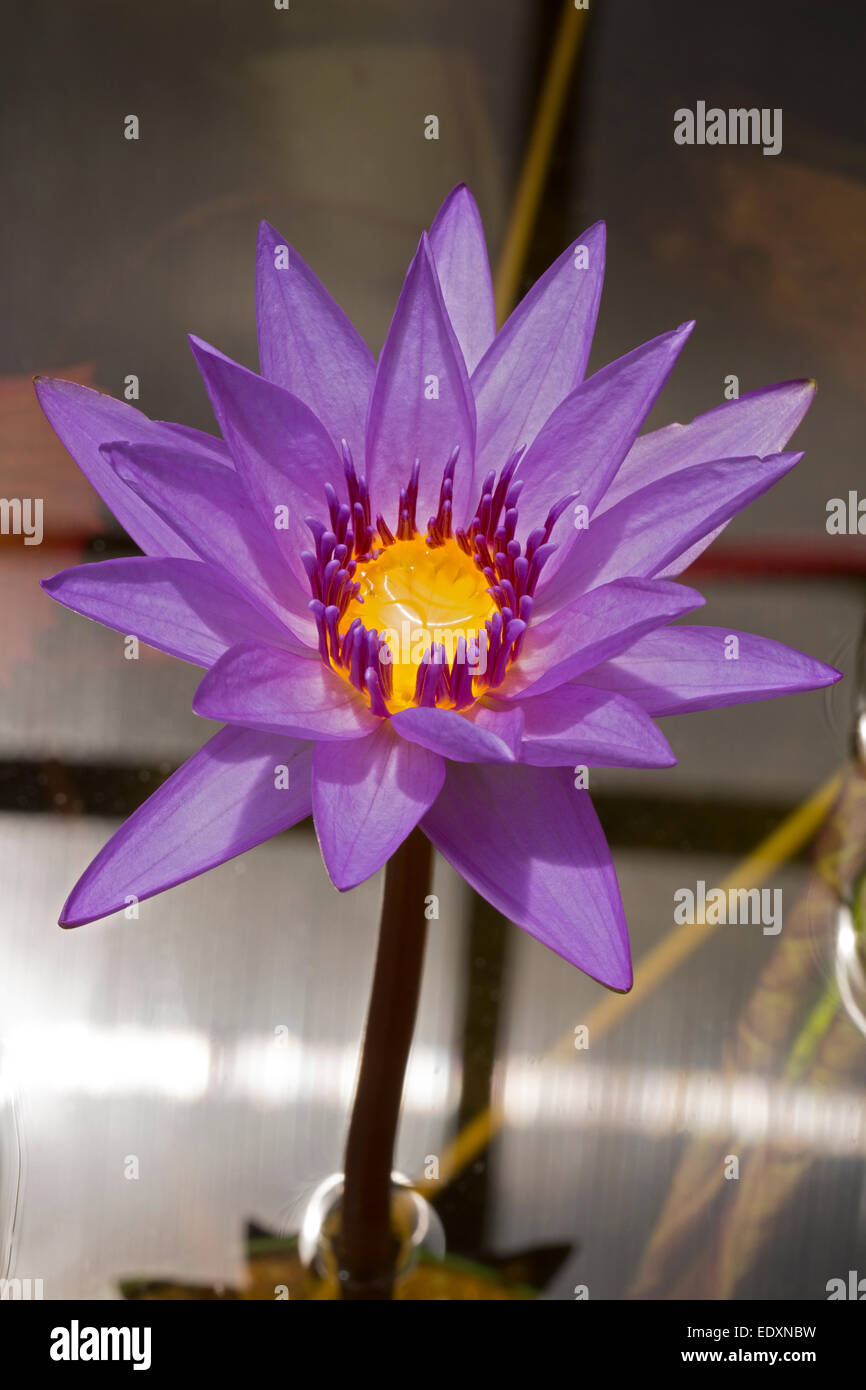 Water Lily, Nymphaea espèces, cultivar, Washington, DC Banque D'Images