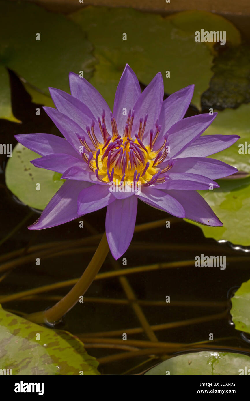 Water Lily, Nymphaea espèces, cultivar, Washington, DC Banque D'Images