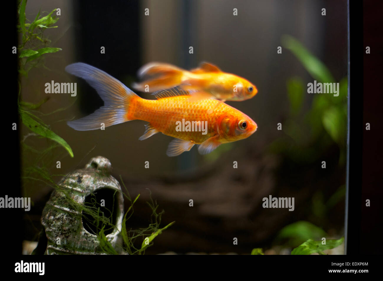 Poissons rouges dans un aquarium à la maison Banque D'Images
