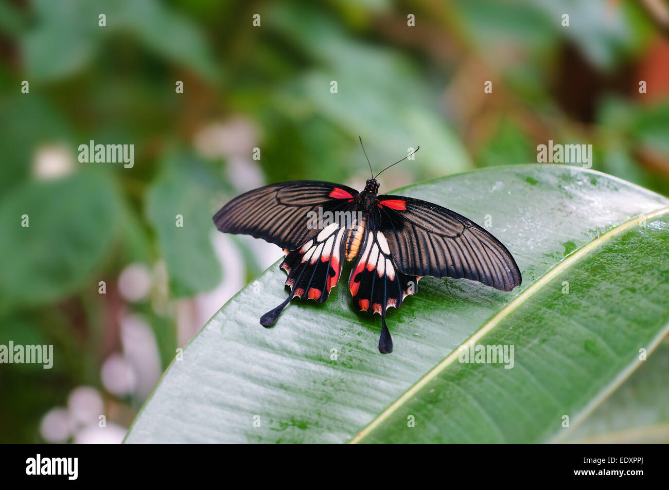 Papilio memnon, Grand Mormon papillon, en captivité dans le musée d'Histoire Naturelle de Portsmouth Banque D'Images