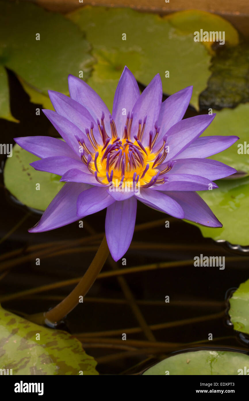 Water Lily, Nymphaea espèces, cultivar, Washington, DC Banque D'Images