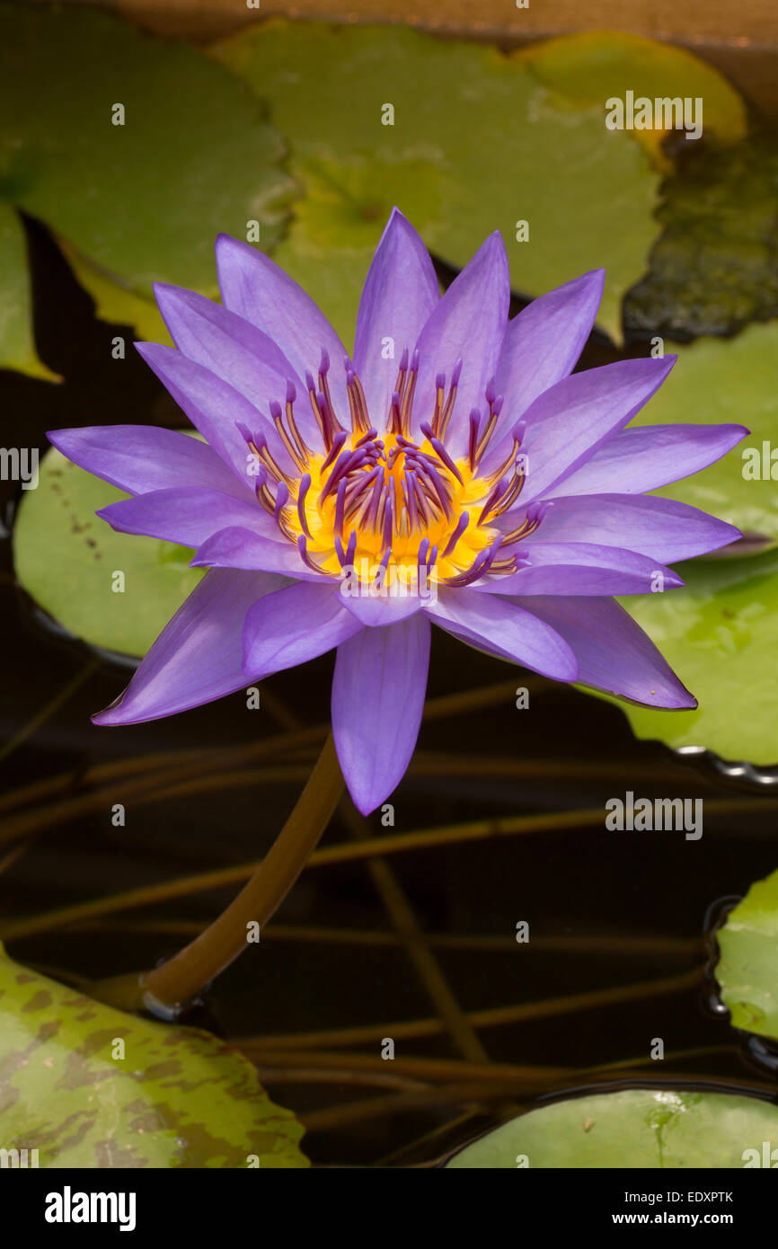 Water Lily, Nymphaea espèces, cultivar, Washington, DC Banque D'Images