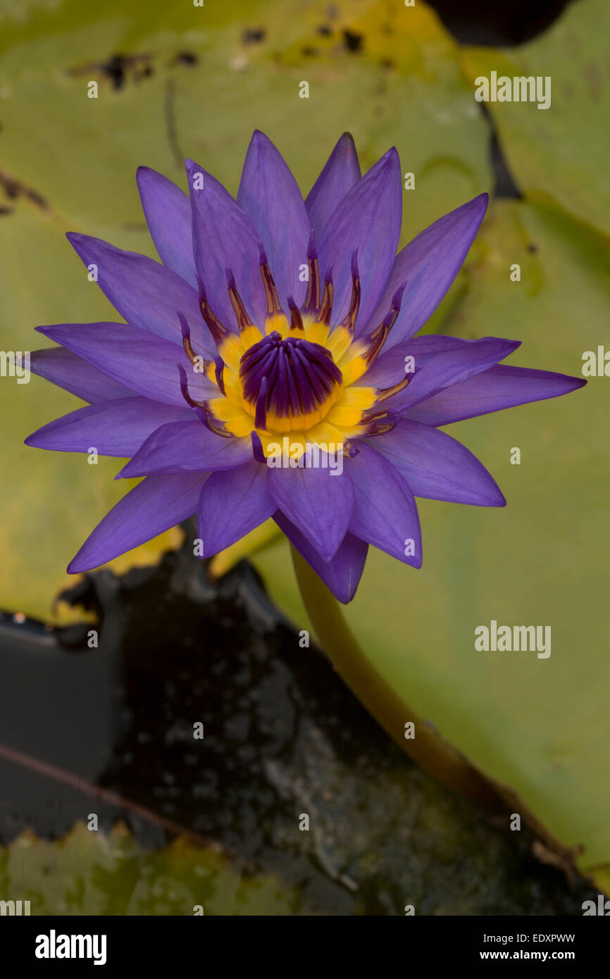 Water Lily, Nymphaea espèces, cultivar, Washington, DC Banque D'Images
