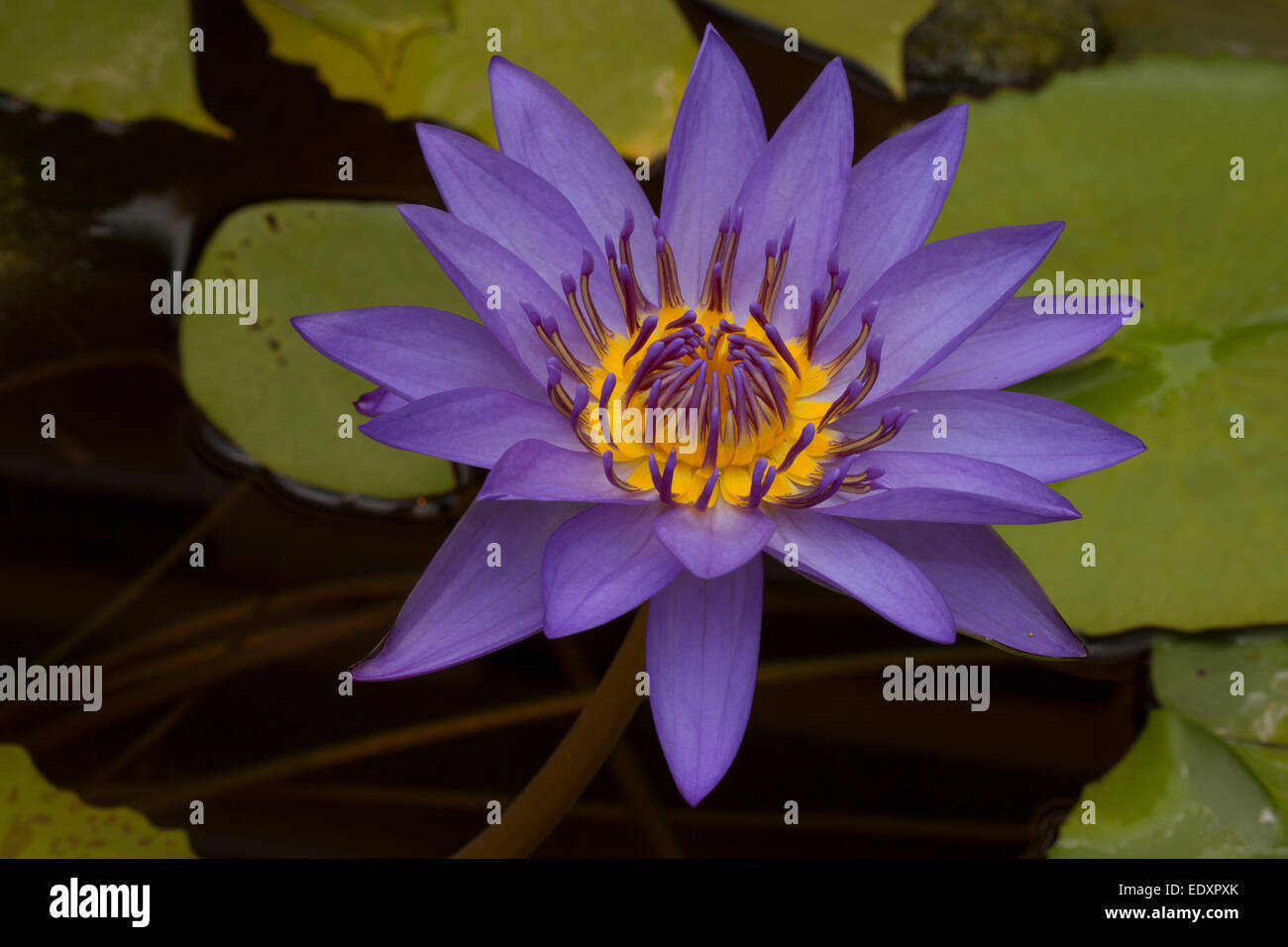 Water Lily, Nymphaea espèces, cultivar, Washington, DC Banque D'Images