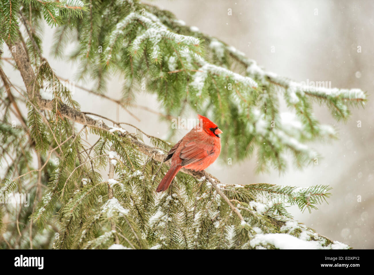 Le Cardinal rouge mâle perché dans l'arbre pin enneigé en hiver. Banque D'Images