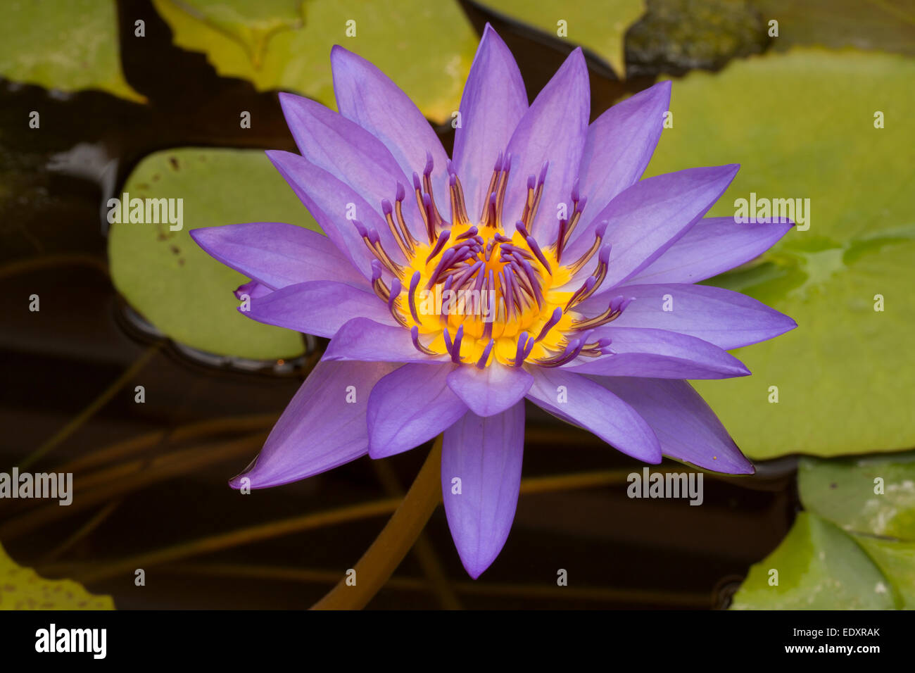 Water Lily, Nymphaea espèces, cultivar, Washington, DC Banque D'Images