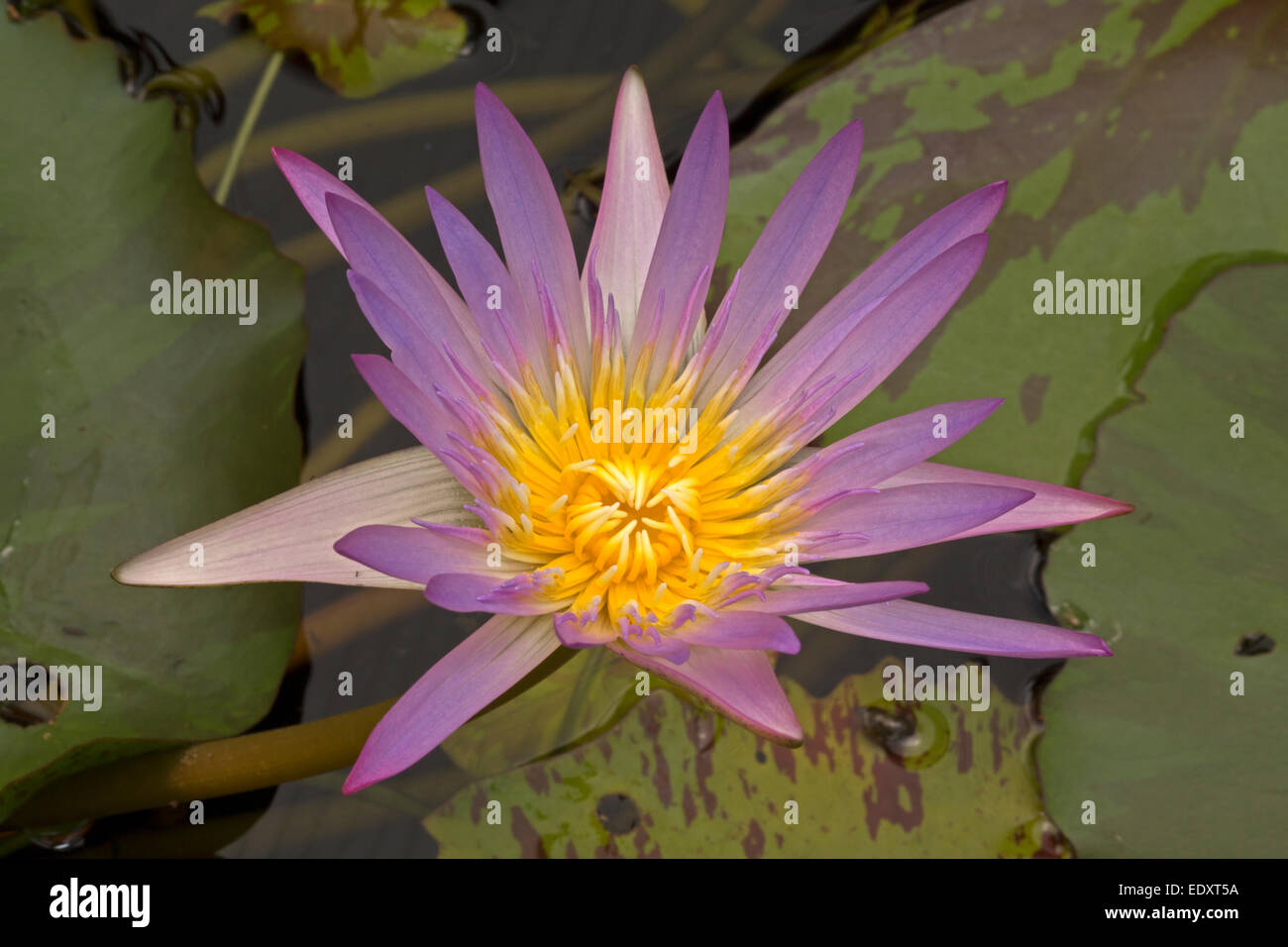 Water Lily, Nymphaea espèces, cultivar, Washington, DC Banque D'Images
