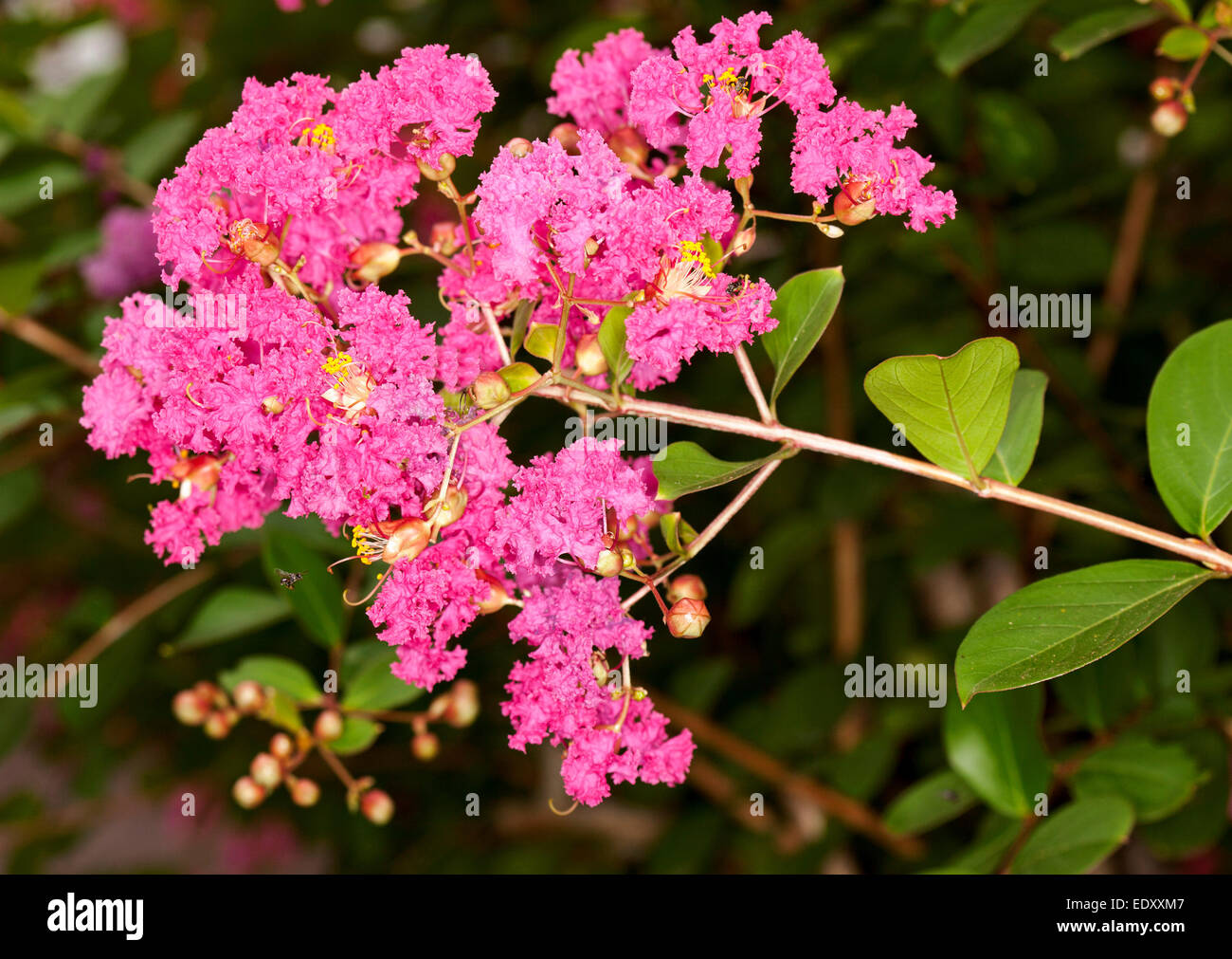 Grappe de fleurs rose vif et les bourgeons de Lagerstroemia indica, crêpe myrte, sur tige avec des feuilles vertes Banque D'Images