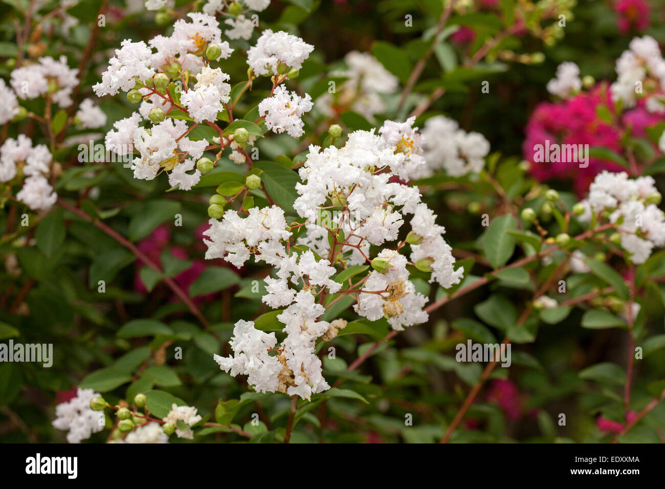 Grappe de fleurs blanches éclatantes et les bourgeons de Lagerstroemia indica, crêpe myrte, entouré de feuilles d'un vert profond Banque D'Images
