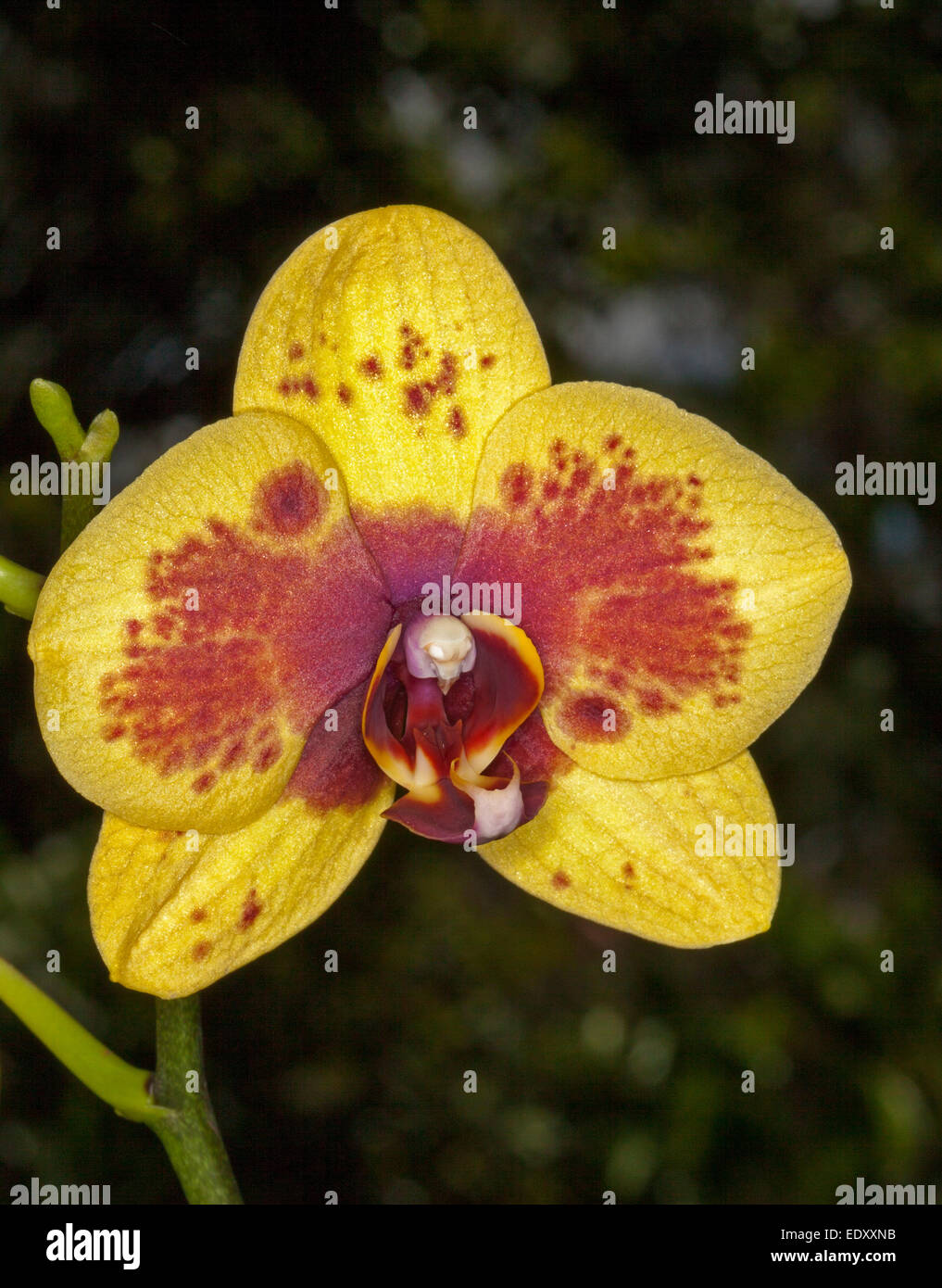 Fleurs spectaculaires de Phalaenopsis orchidée papillon / avec pétales jaune vif barbouillés de rouge / orange contre fond vert sombre Banque D'Images