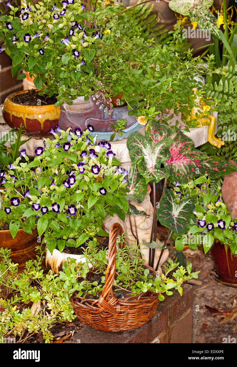 Assortiment de plantes annuelles à fleurs et le feuillage des plantes qui poussent dans des contenants inhabituels et attrayant Banque D'Images