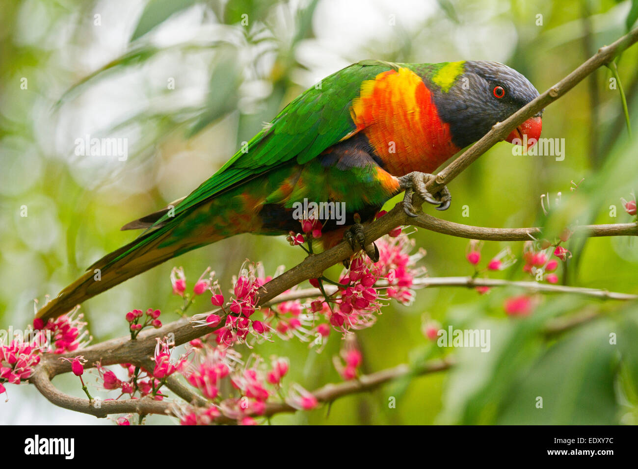 Rainbow lorikeet aux couleurs vives, Australian parrot dans la nature entre les grappes de fleurs roses de l'arbre indigène corkwood, Melicope elleryana Banque D'Images