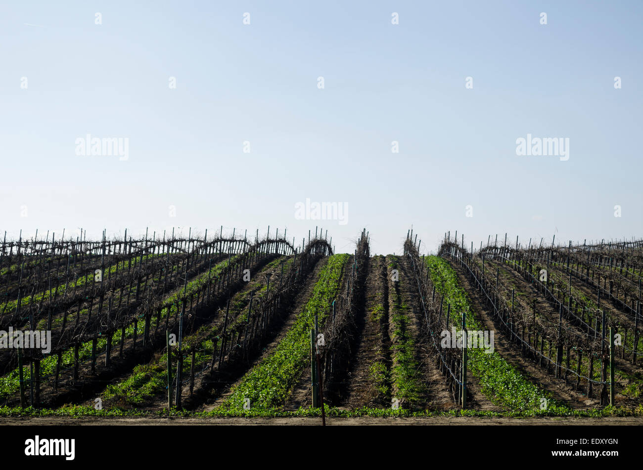 Vignobles de Paso Robles Banque D'Images