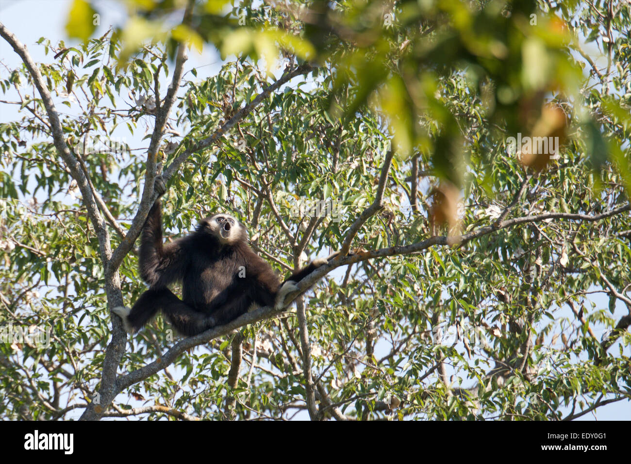 Hylobates lar, Gibbons, blanc-remis Gibbon. Phu Khieo Wildlife Sanctuary, en Thaïlande. Banque D'Images