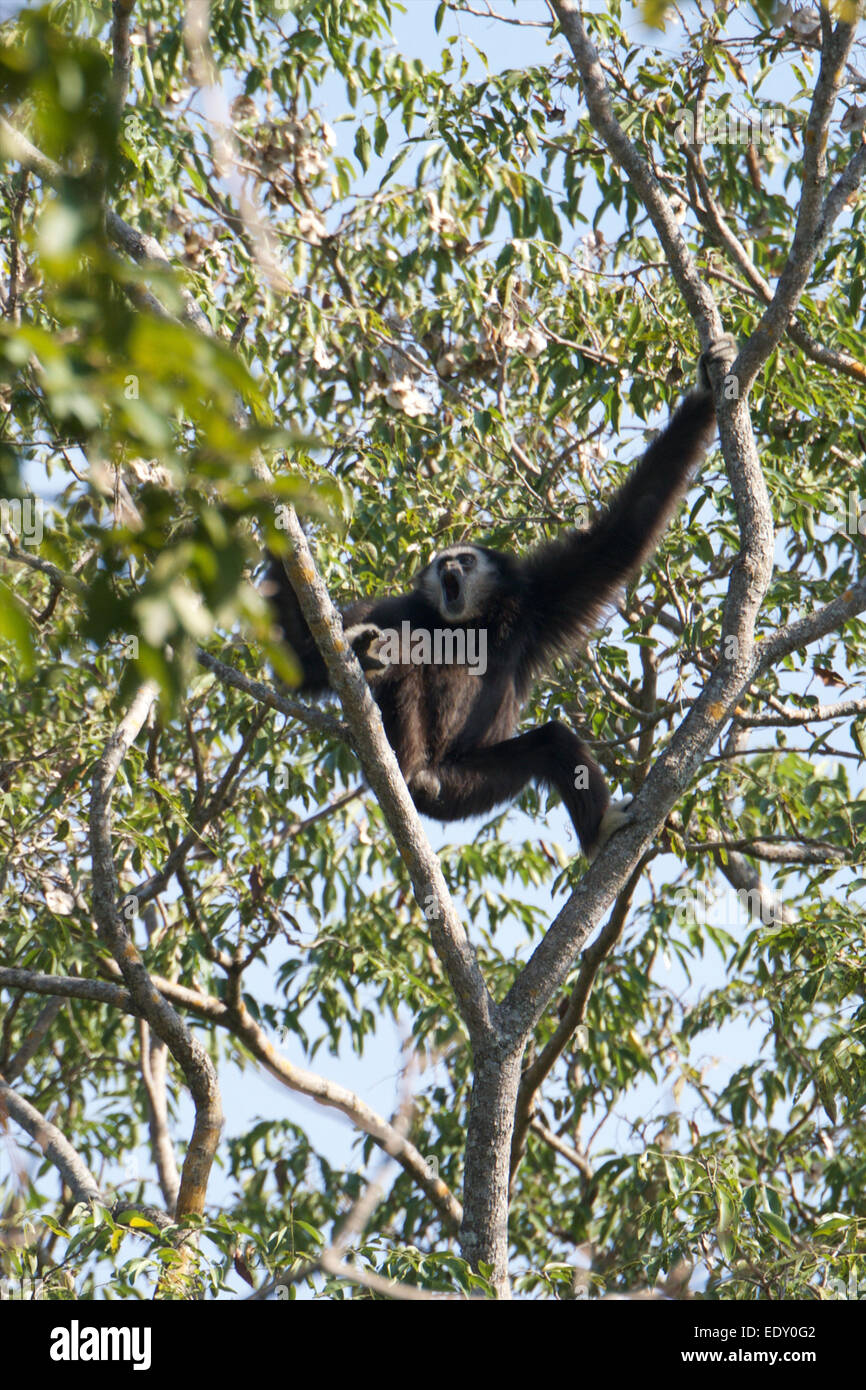 Hylobates lar, Gibbons, blanc-remis Gibbon. Phu Khieo Wildlife Sanctuary, en Thaïlande. Banque D'Images