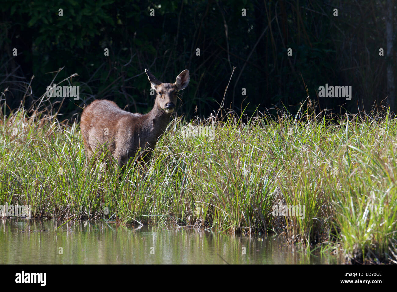 Rusa unicolor, Cerf Sambar, au Sanctuaire de faune de Phu Khieo, Thaïlande. Banque D'Images