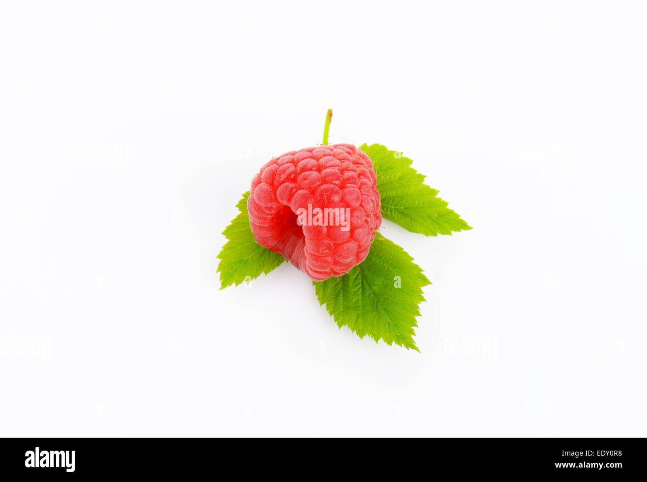 Framboise fraîche avec des feuilles sur fond blanc Banque D'Images