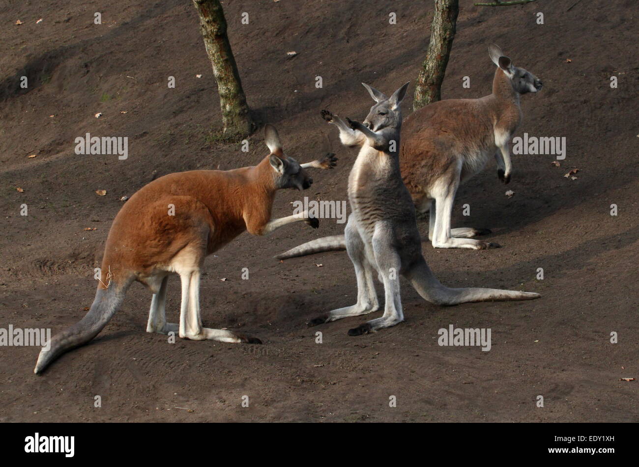 Deux hommes (kangourous rouges Macropus rufus) combats de trop près, de boxe et de battage Banque D'Images