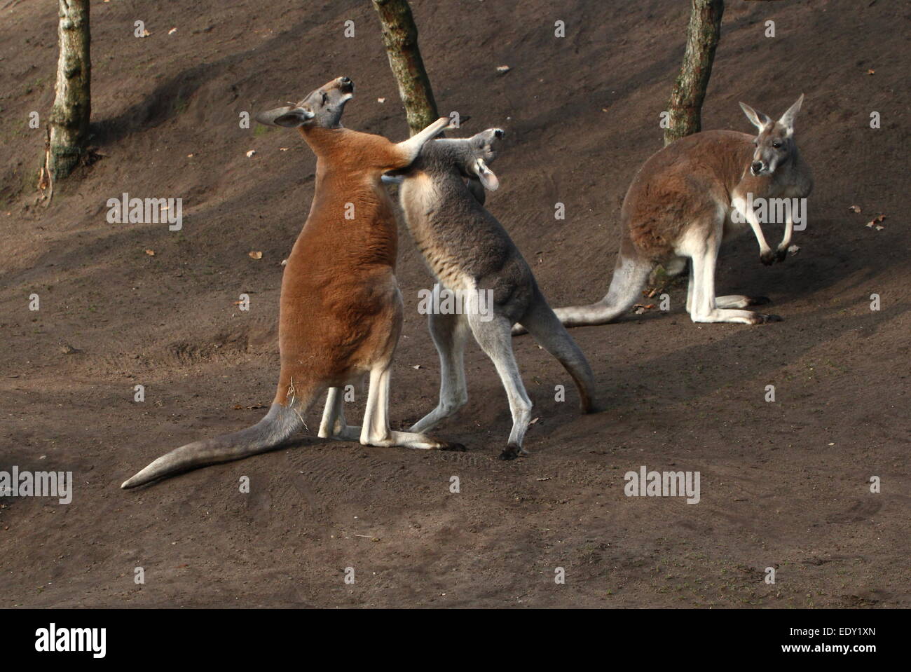 Deux hommes (kangourous rouges Macropus rufus) combats de boxe et de trop près, un autre homme à la sur Banque D'Images