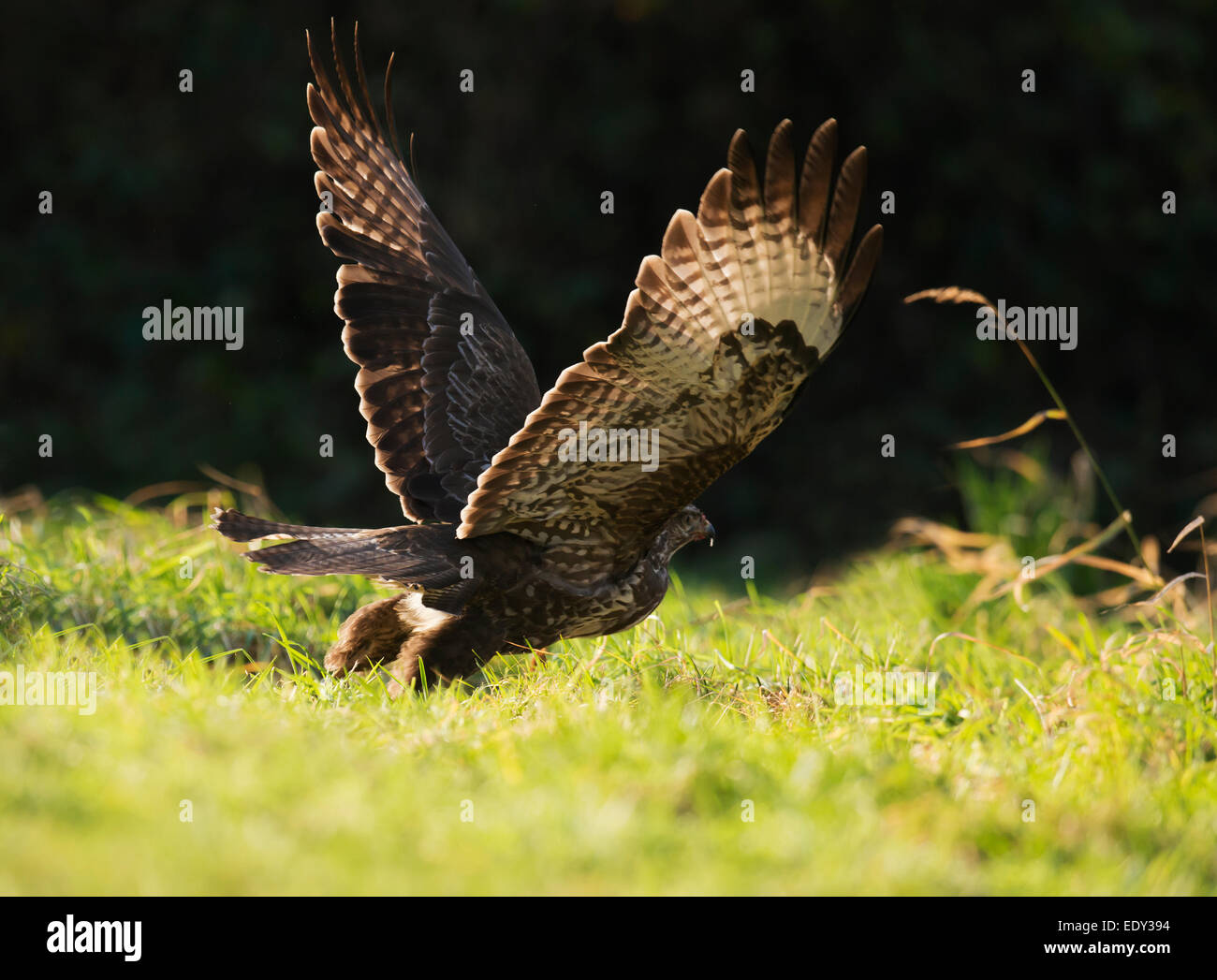 Wild Buse variable, Buteo buteo à décoller après l'alimentation Banque D'Images
