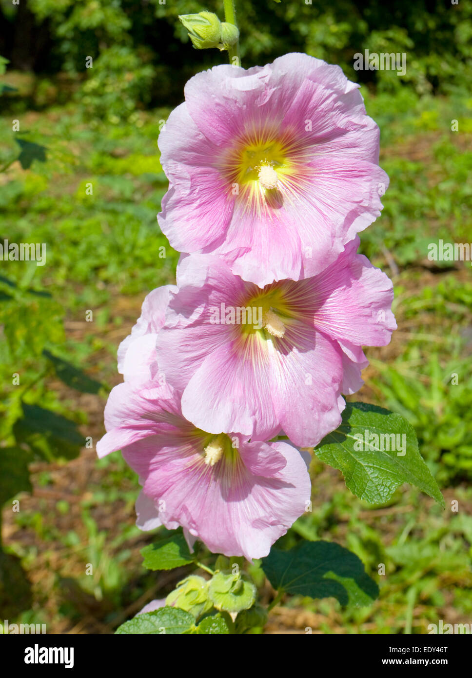 Trois grosses fleurs de mauve de couleur rose Photo Stock - Alamy