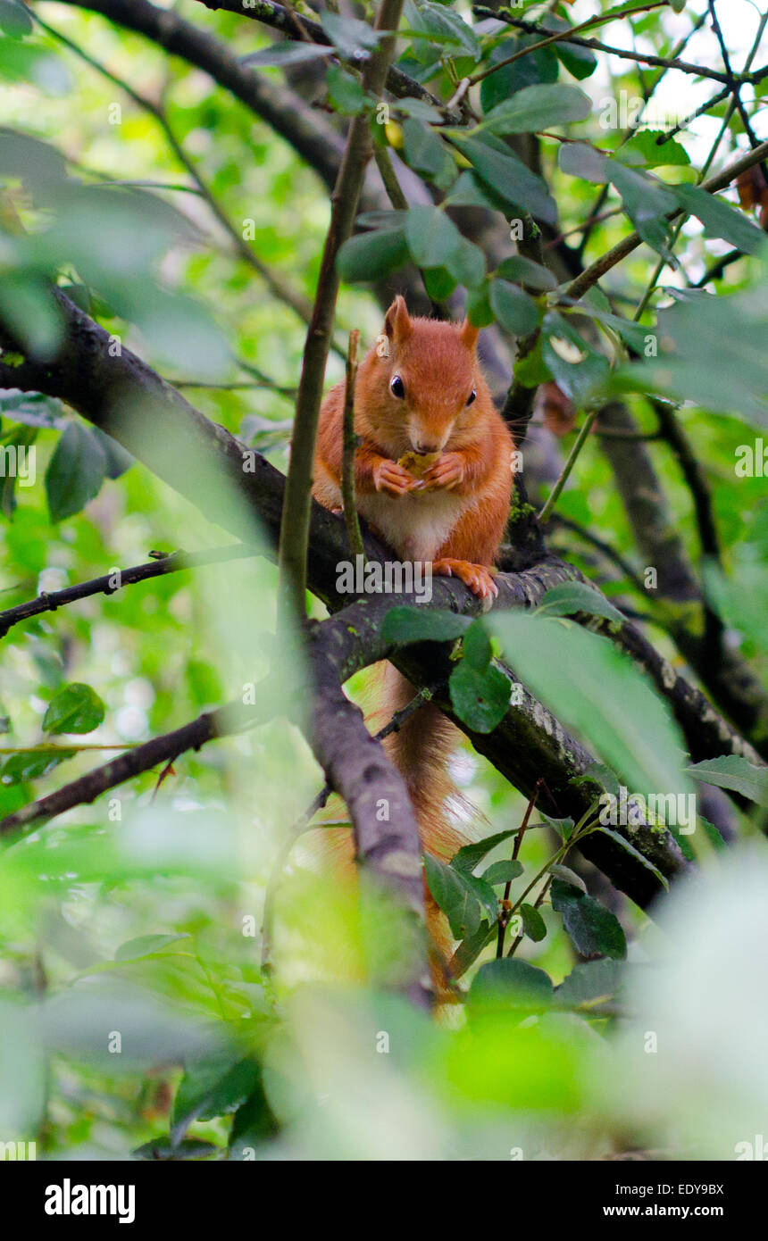 L'Écureuil roux à la British Wildlife Centre, Surrey Banque D'Images