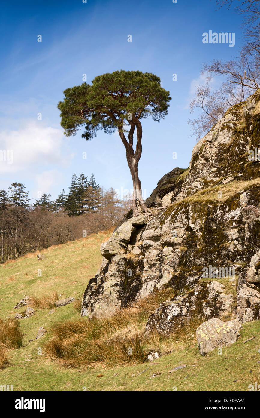 UK, Cumbria, Lake District, Buttermere, arbre spectaculaire sur les rochers à côté Crag Bois Banque D'Images