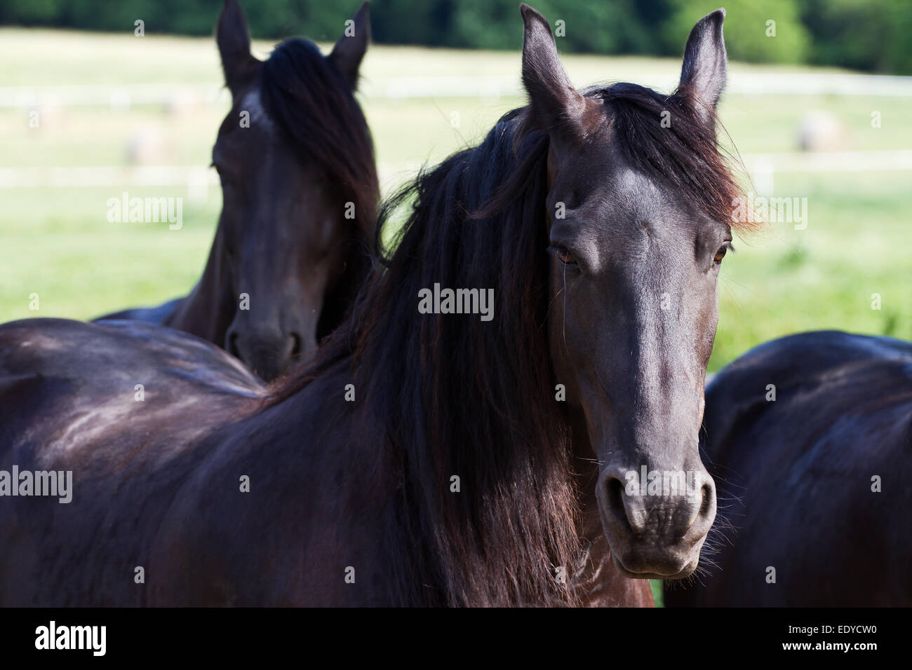 Cheval frison Banque D'Images