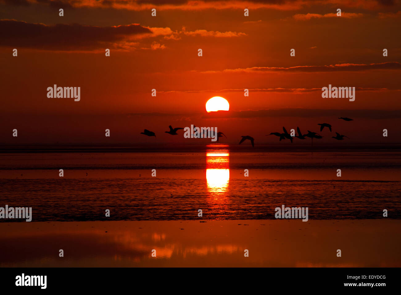 Vol d'oies en face du soleil levant au-dessus de la mer Banque D'Images