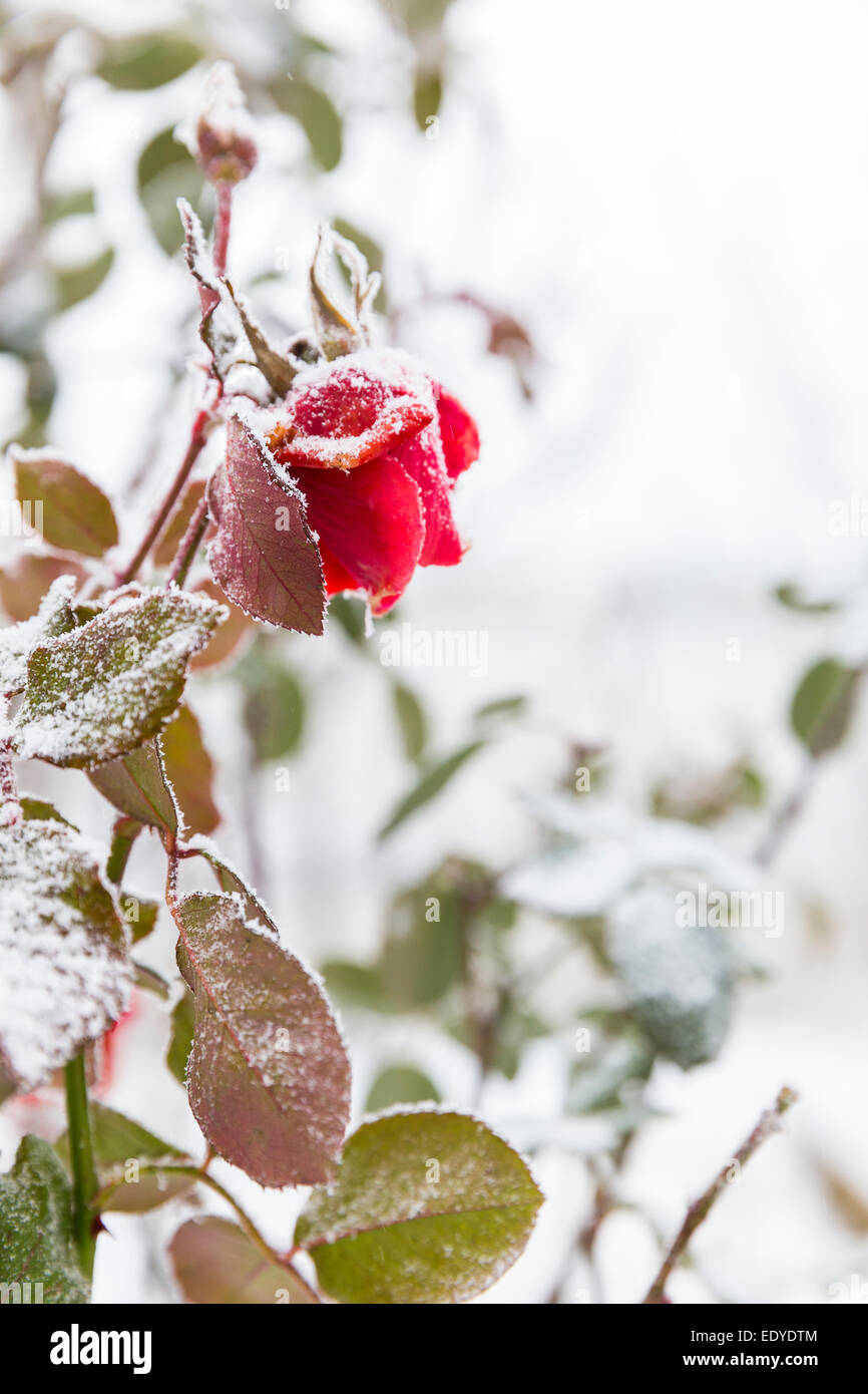 apaisa rose Banque D'Images