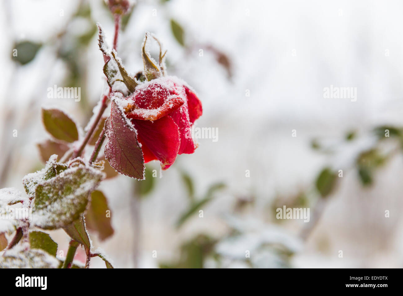 apaisa rose Banque D'Images